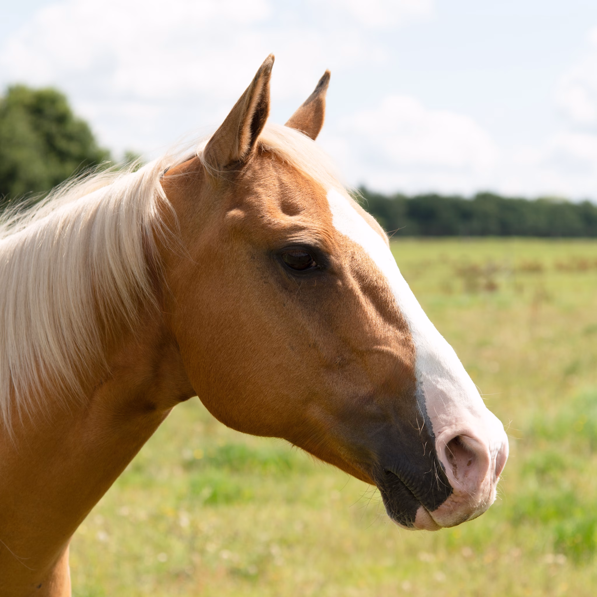 Boy loopt buiten in de ponyweide.