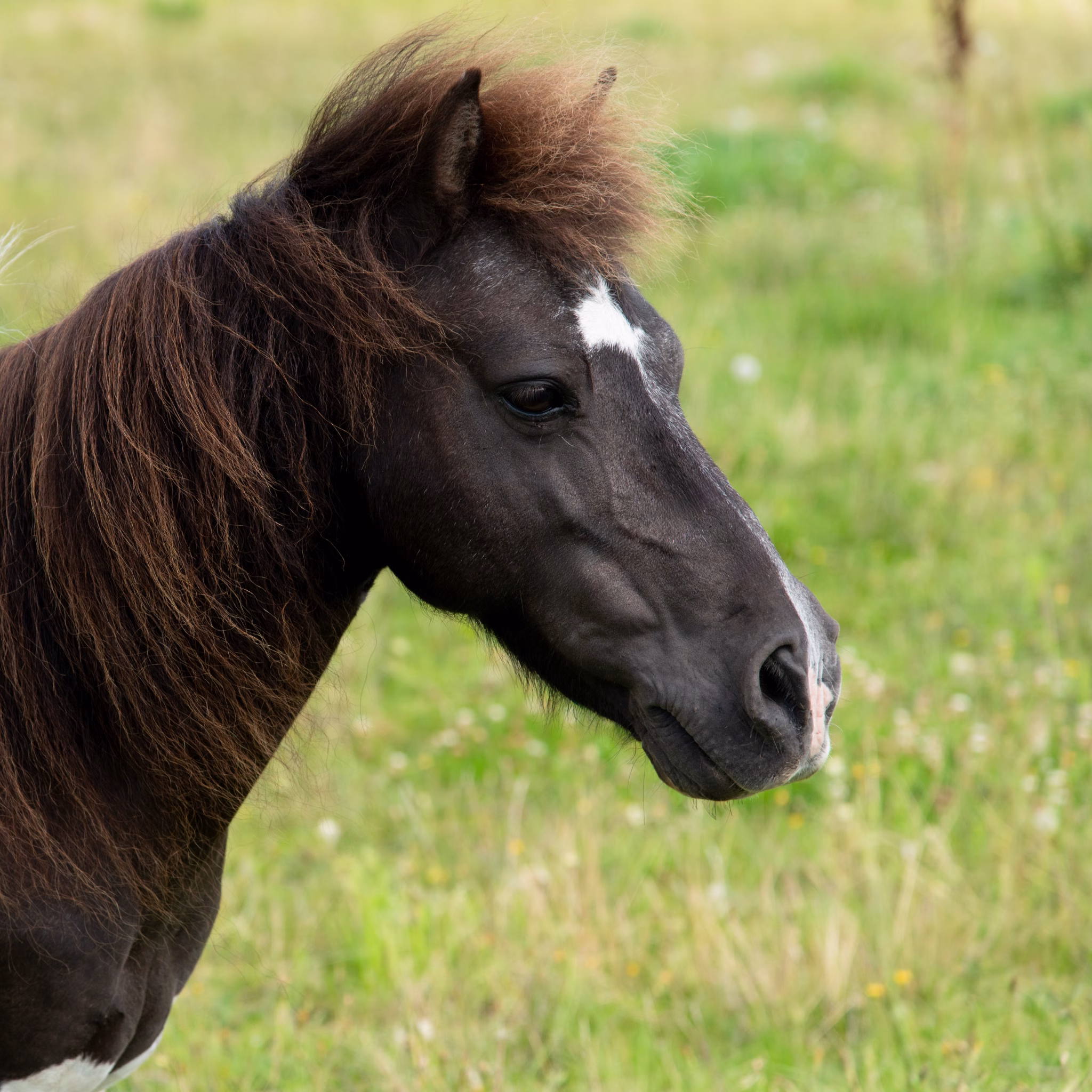 Ceasar staat rustig in de wei bij de ponyranch.
