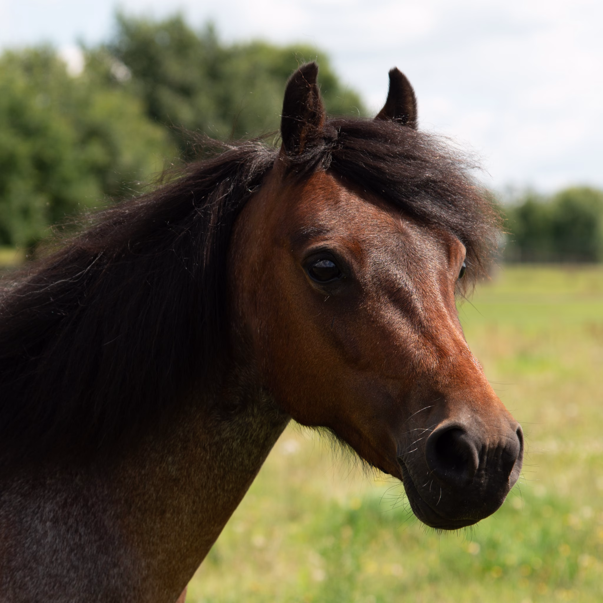 Daisy de pony op Land van Bartje bij de paardenweide.