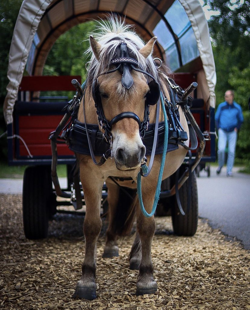 Huifkartocht met pony als onderdeel van pony rijden op Land van Bartje.