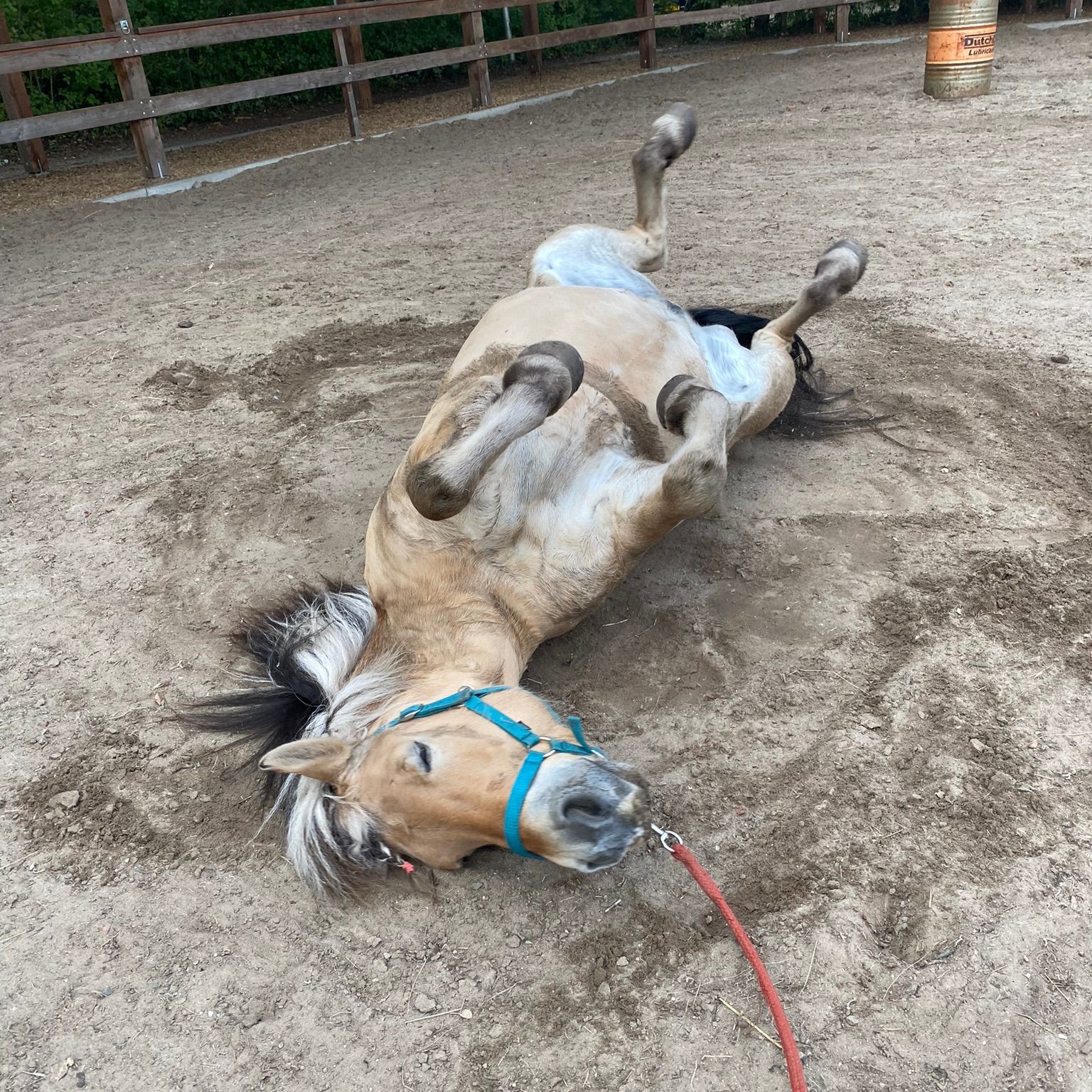 Land van Bartje pony ligt speels op de grond te rollen.