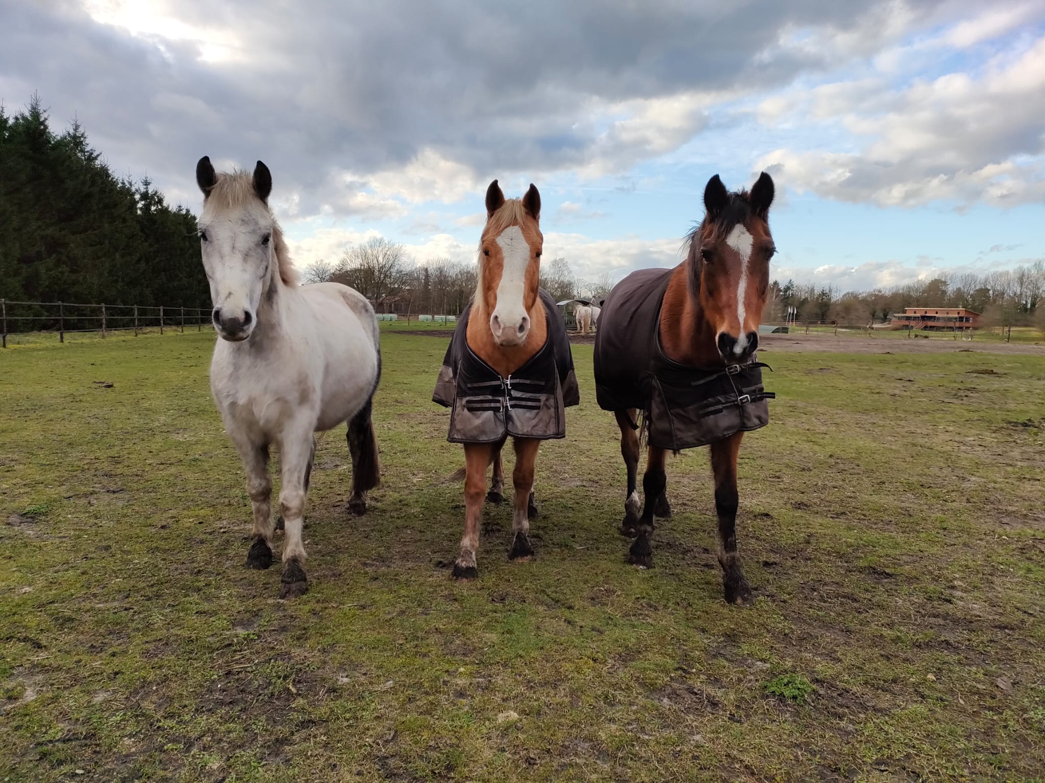 Paarden in de wei bij de ponyranch van Land van Bartje