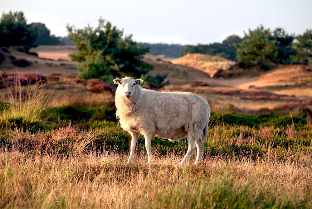 Schaap in natuur