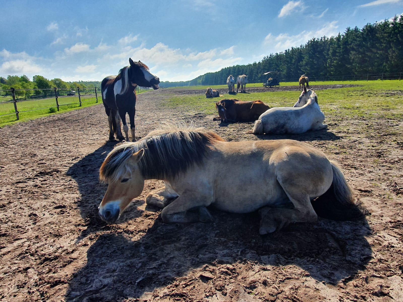 Drie pony’s in de wei bij Land van Bartje