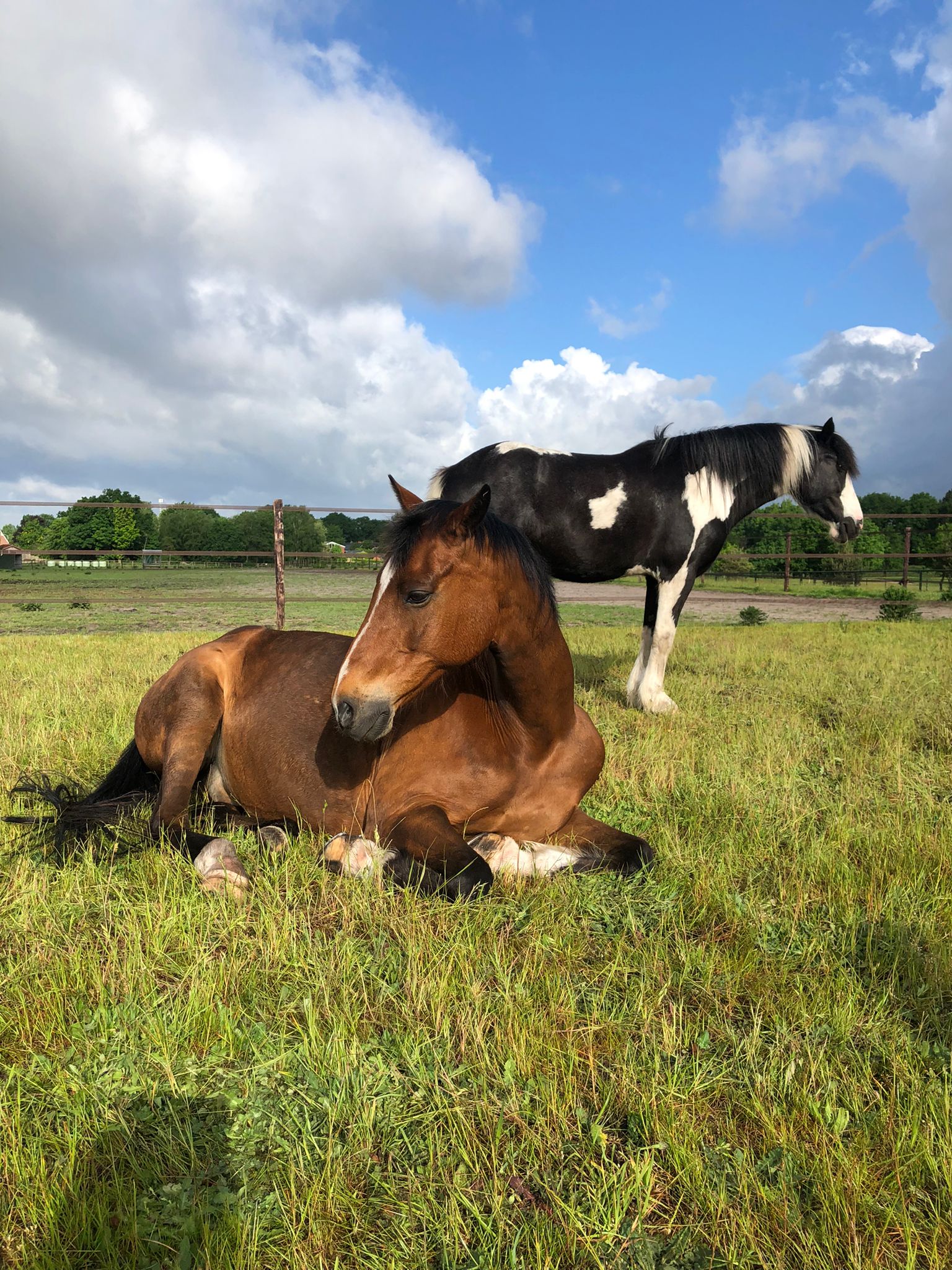 Pony’s in de wei bij Land van Bartje